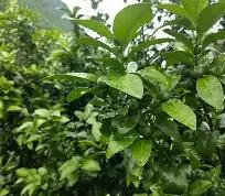 阿雅克肖力挫梢，势不可挡向前迈进